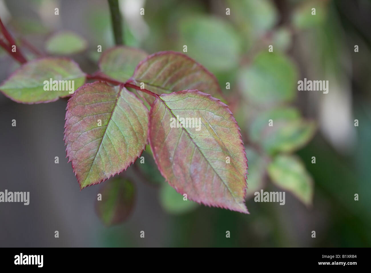 Rose bush leaves Stock Photo Alamy