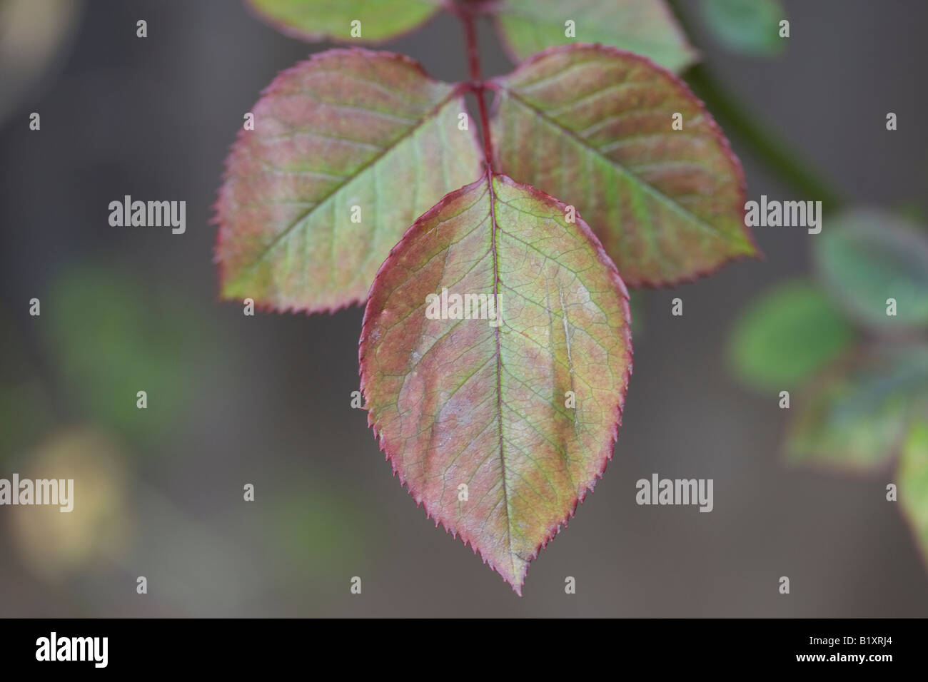 Rose bush leaves Stock Photo Alamy