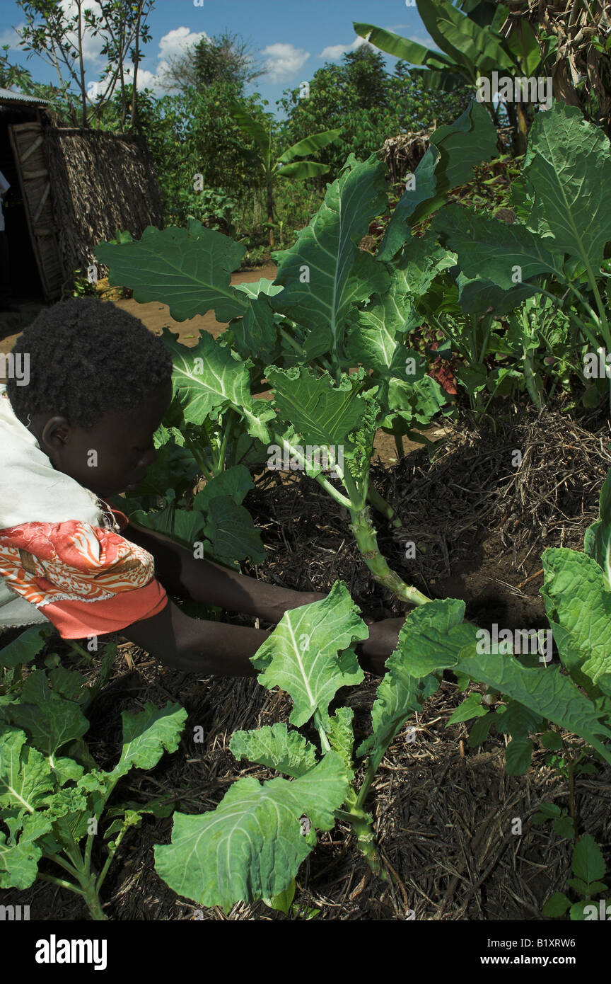 African woman weeding crop of Kale in village garden Uganda Africa Stock Photo Alamy