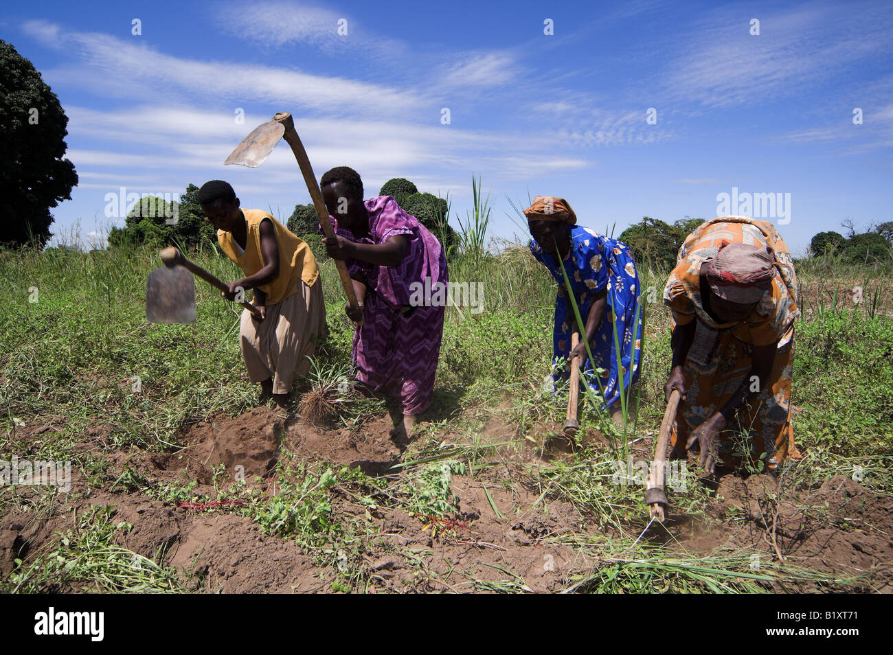 African women in fields cultivating soil with hoes Mbale Uganda Africa Stock Photo Alamy