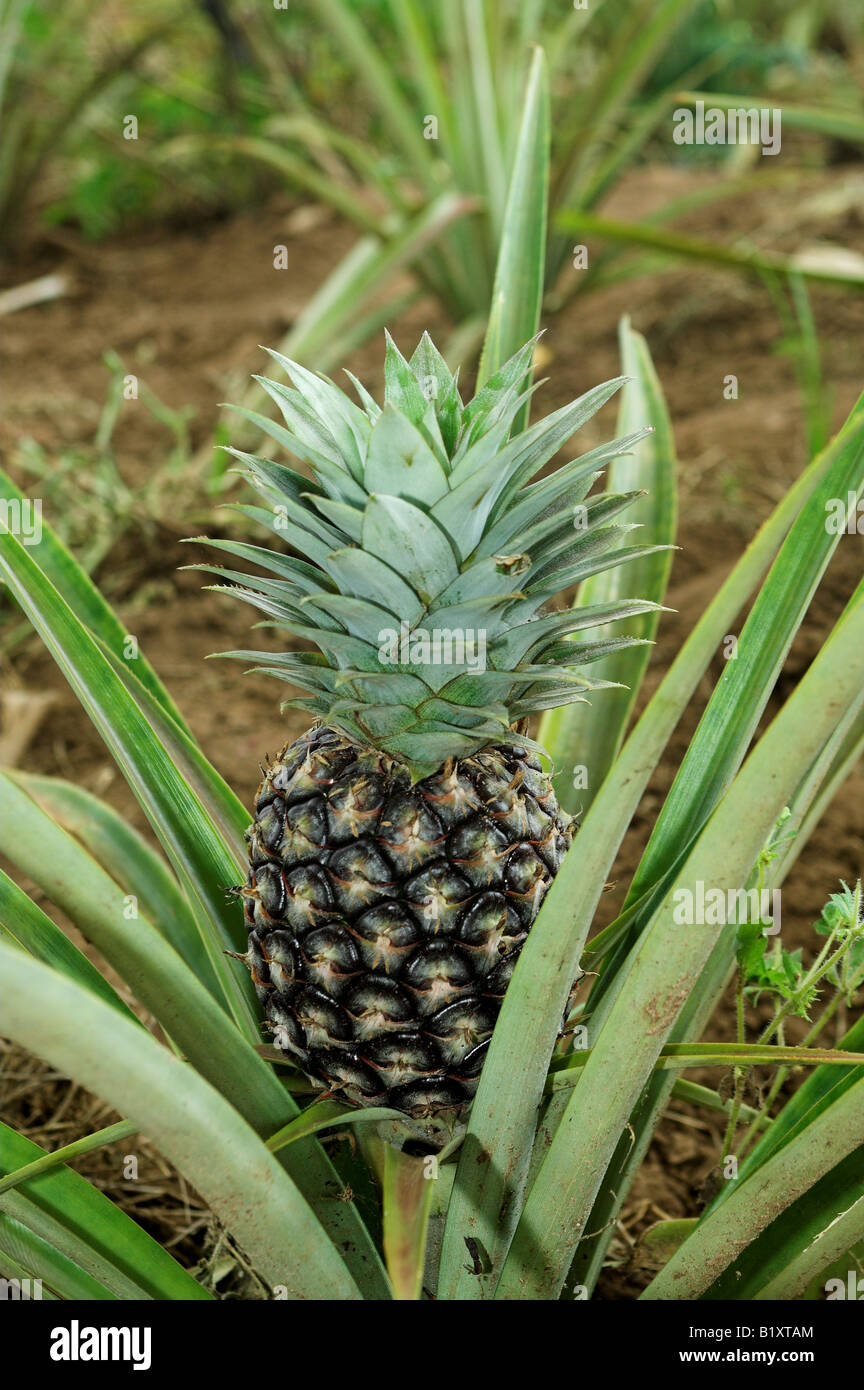 Developing pineapple hires stock photography and images Alamy