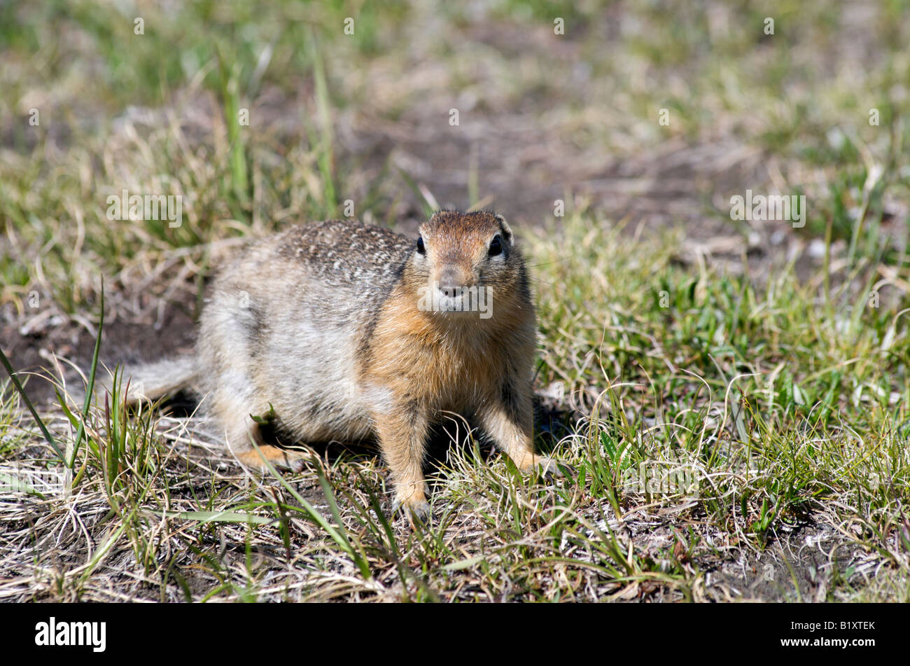 Arctic Squirrel known as the 'Sik-Sik' or as river rafters refer to them as 'Pocket Grizzlies'. Stock Photo