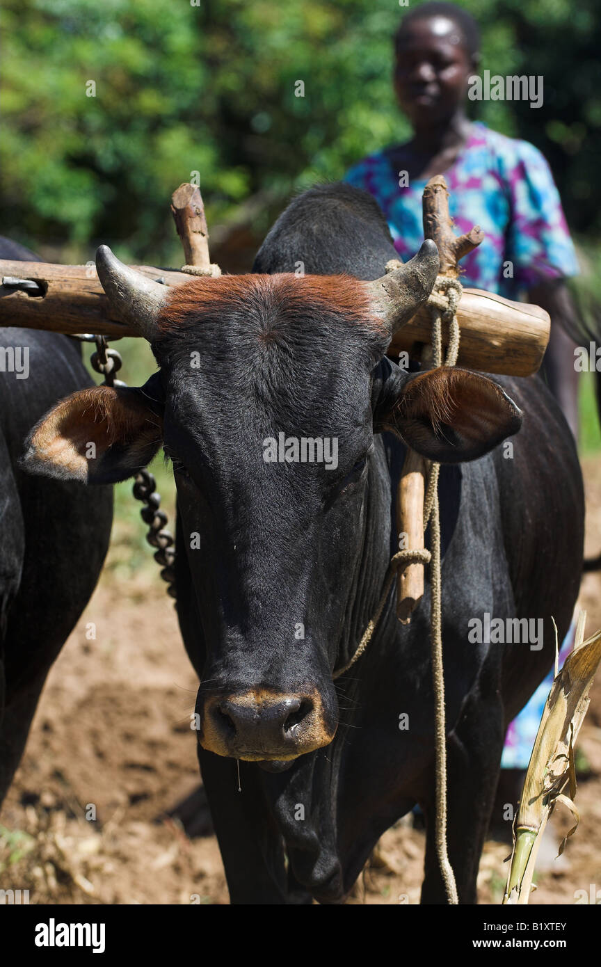 Oxen in yoke on farm ploughing Mbale Uganda Africa Stock Photo Alamy