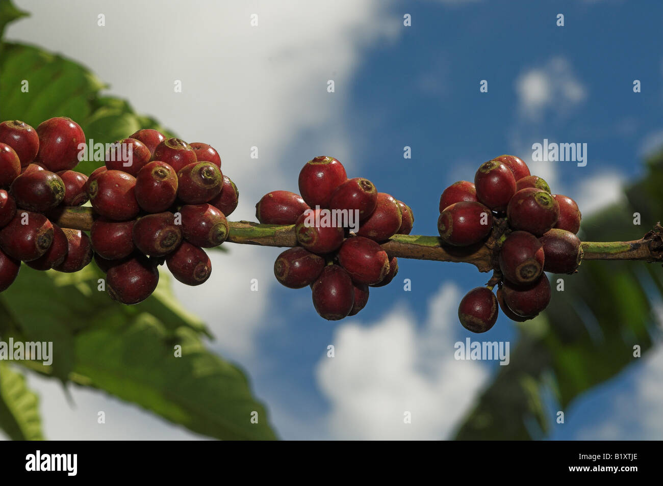 Close up of coffee beans on plant with blue sky behind Uganda Africa