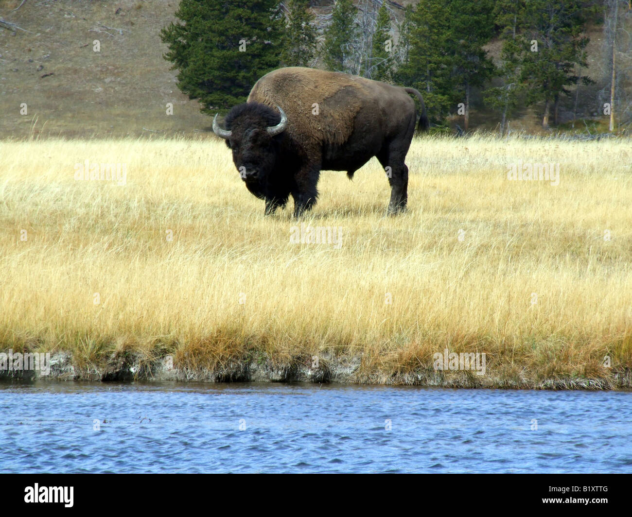 Buffalo in Yellowstone National Park, USA Stock Photo