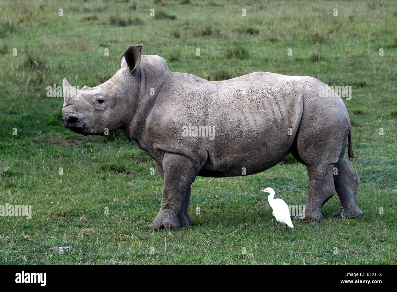 Rhino Baby in Lake Nakuru, Kenya Stock Photo