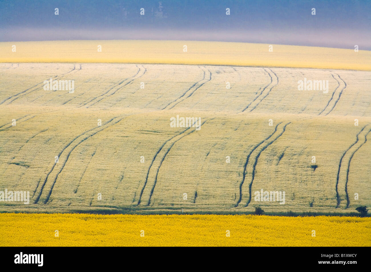 LANDSCAPE IN MORNING MIST Stock Photo - Alamy