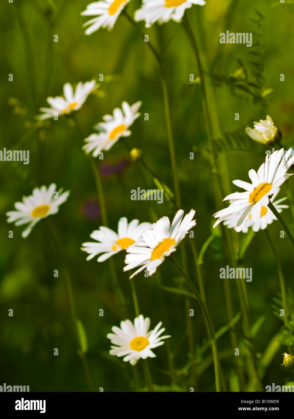 Beautiful wild chamomile flower hi-res stock photography and images - Alamy
