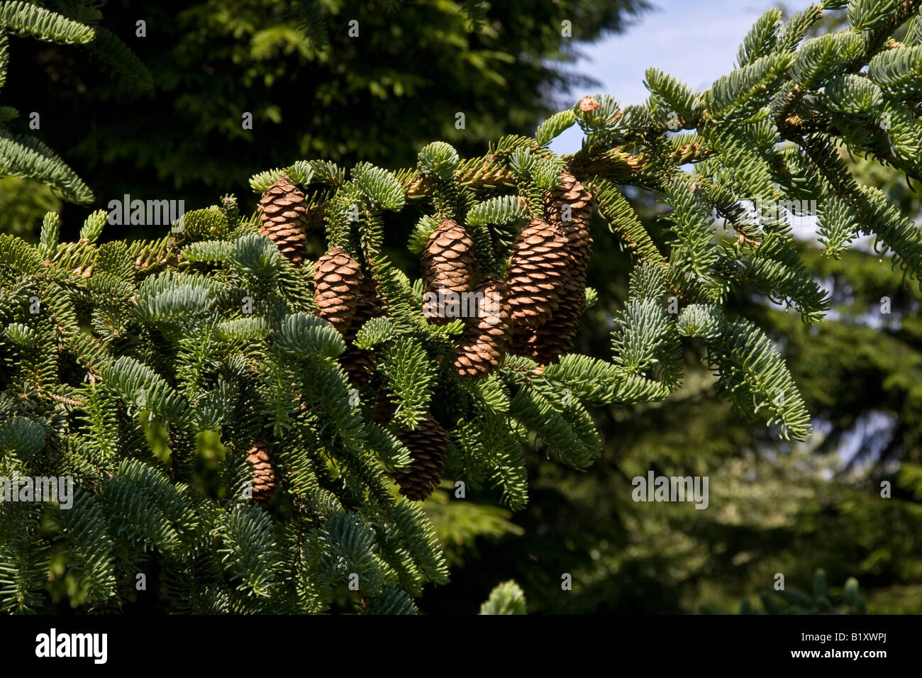 koyama spruce leaf and cones Stock Photo