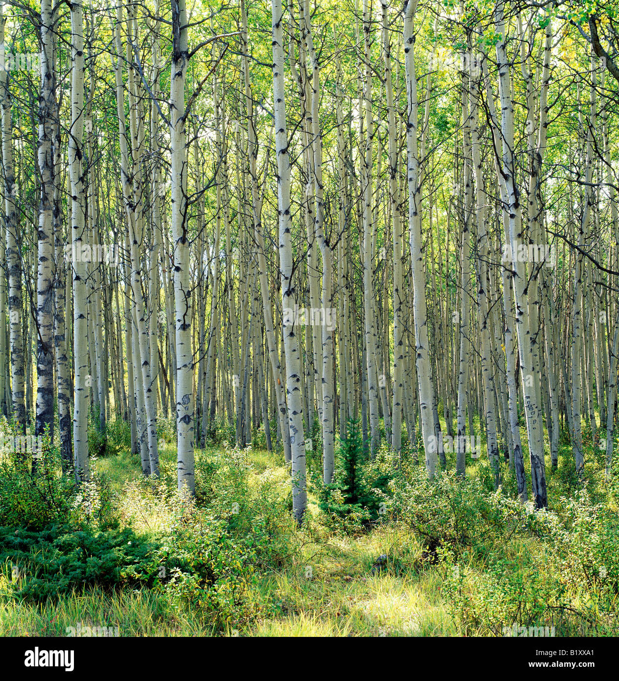 Grove of backlit Aspen trees near Pyramid Lake, Jasper National Park, Alberta, Canada Stock