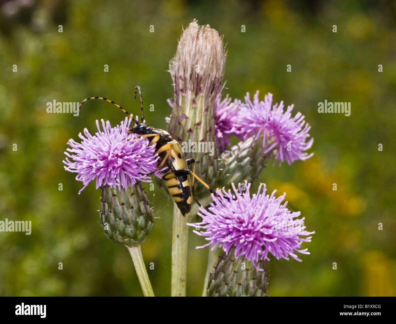 Longhorn Beetle Strangalia maculata (Cerambycidae) Stock Photo