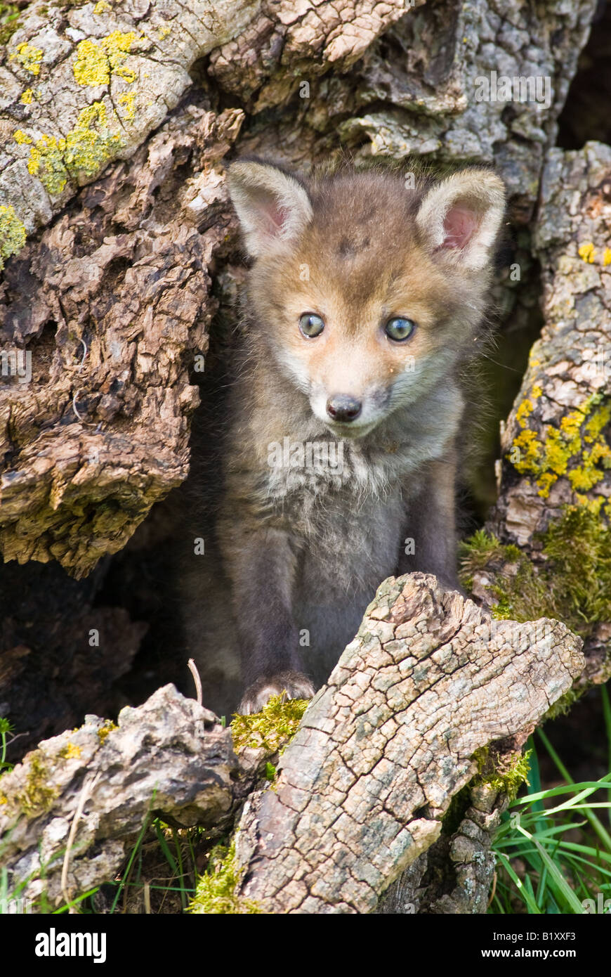 Red Fox cub peeping from Den Stock Photo