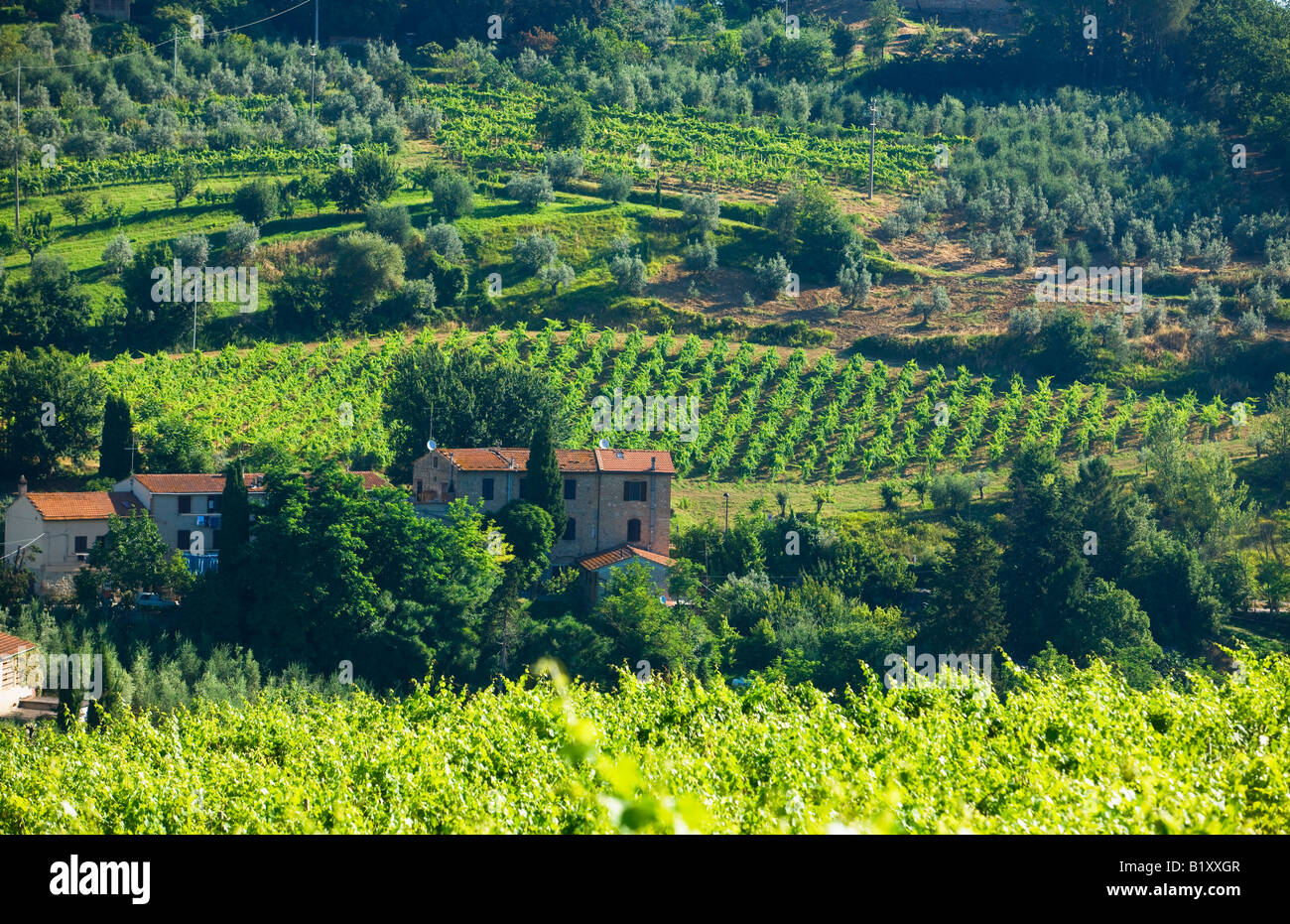 Chianti vineyards in Tuscany Stock Photo
