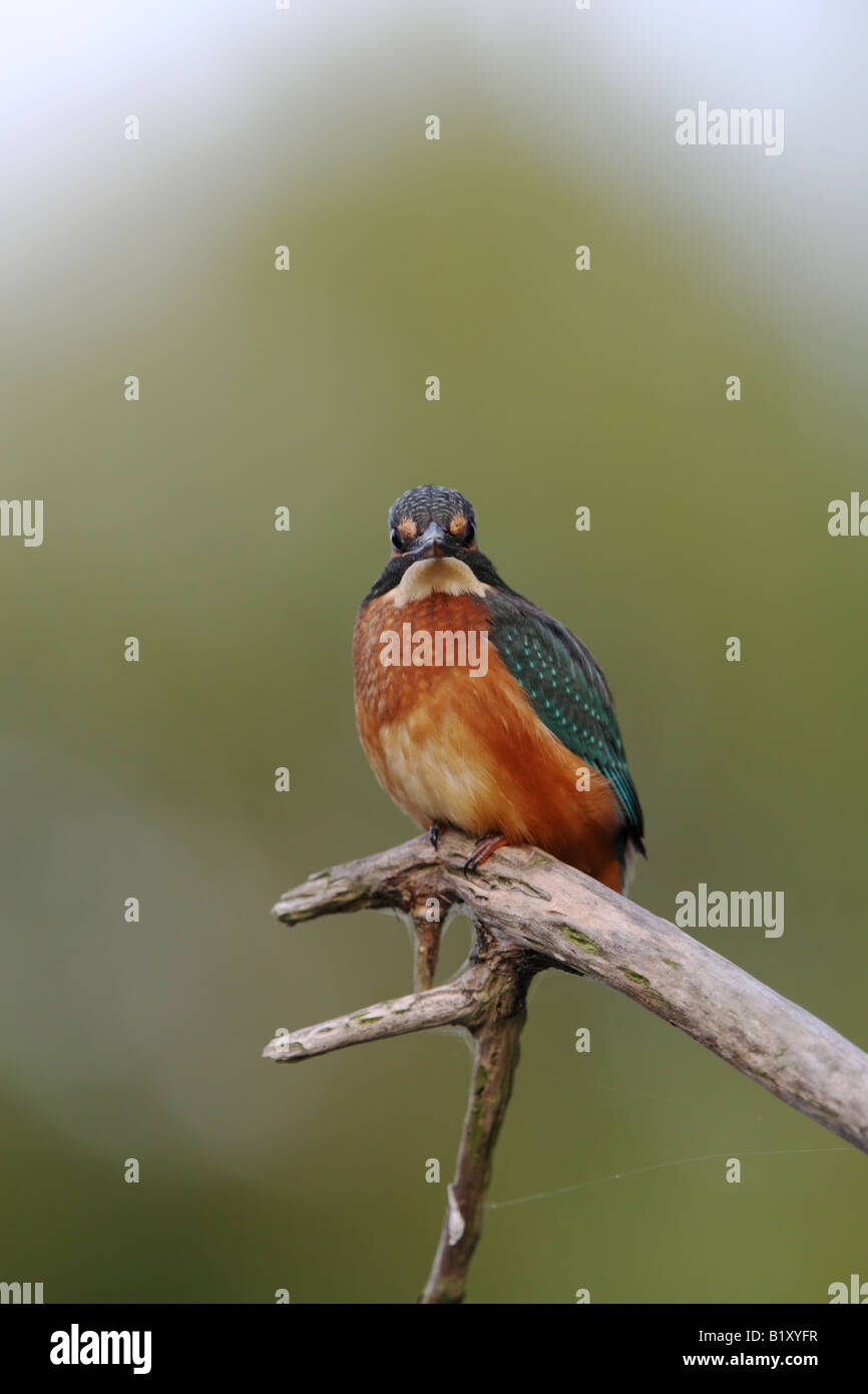 Kingfisher (Alcedo atthis) looking me over! Stock Photo