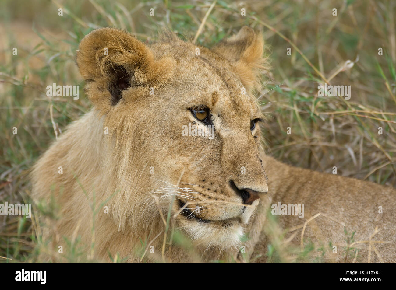 Female Lion Stock Photo