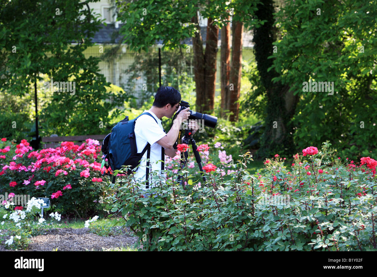 A photographer in the rose garden. Stock Photo