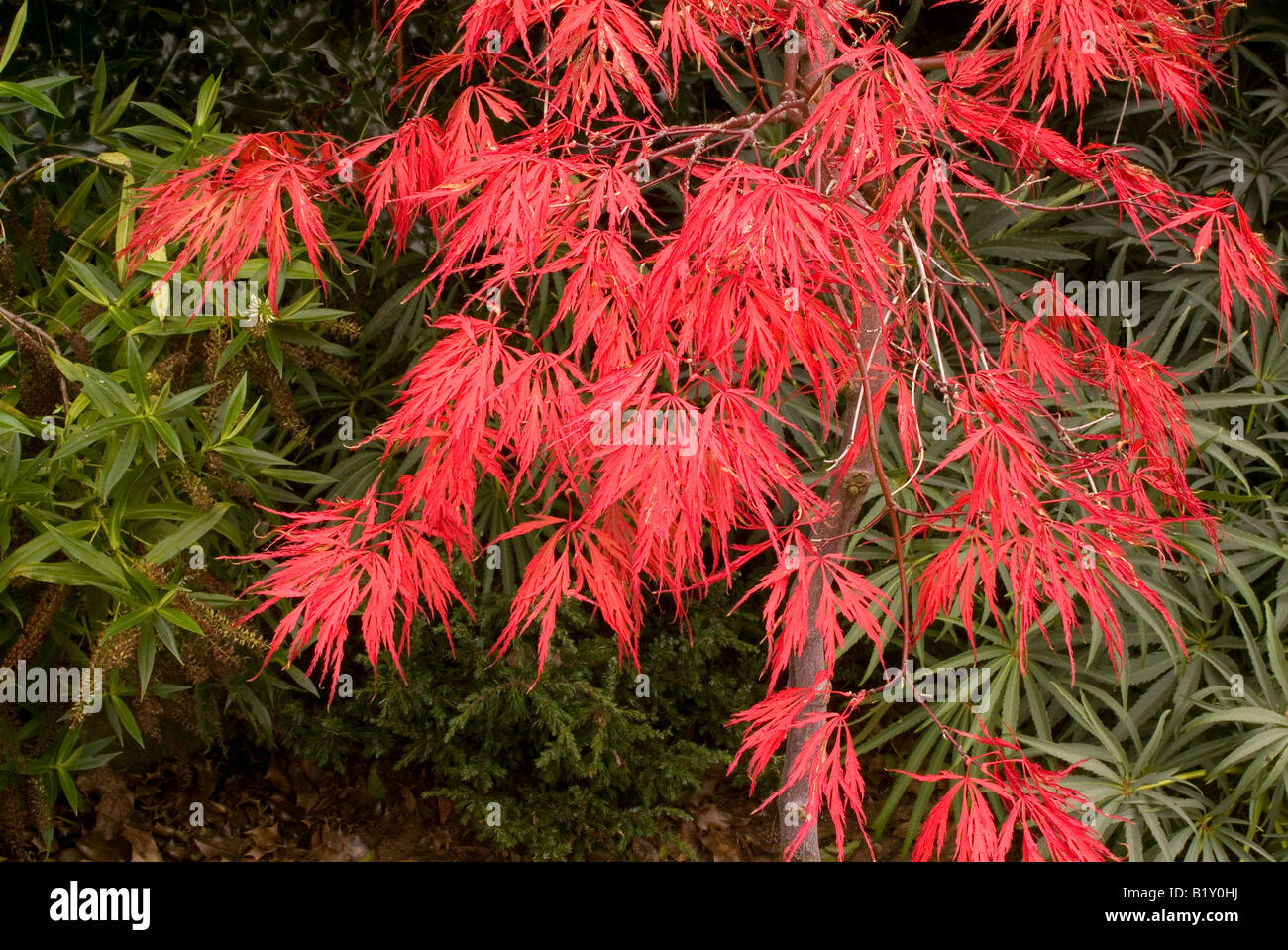 Japanese maple acer palmatum momiji hi-res stock photography and images ...