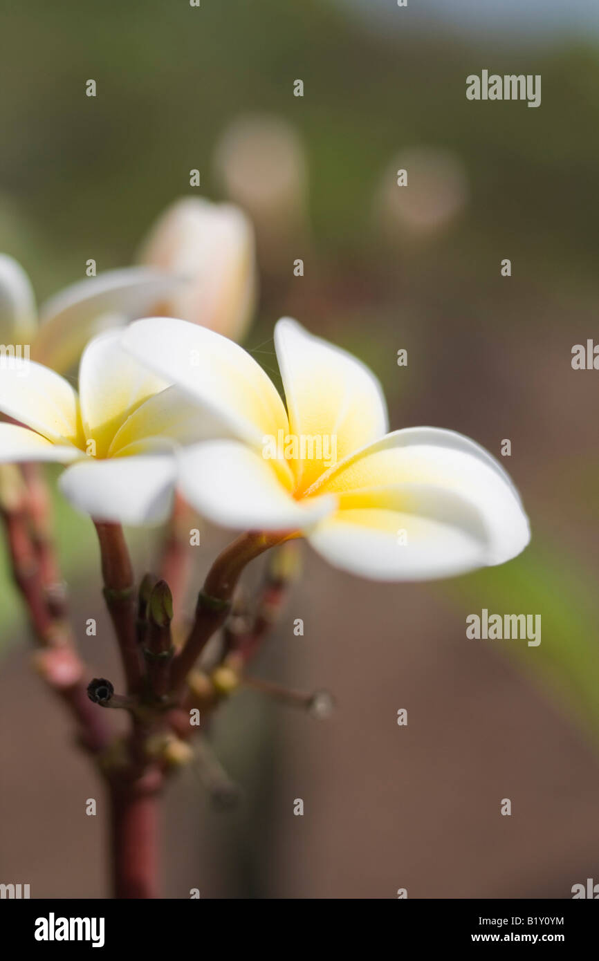 Plumeria frangipani flower near Stock Photo Alamy