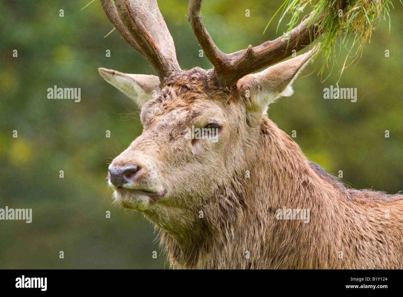Deer in rut, Studley Royal Deer Park, Ripon, North Yorkshire Stock