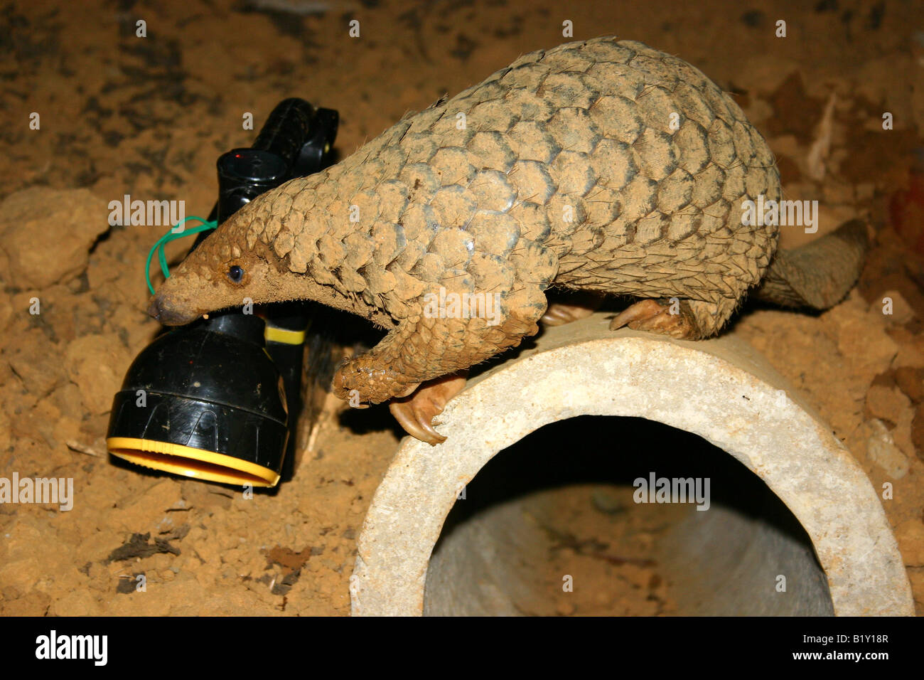Captive pangolin walking over concrete tunnel in front of torch Stock Photo