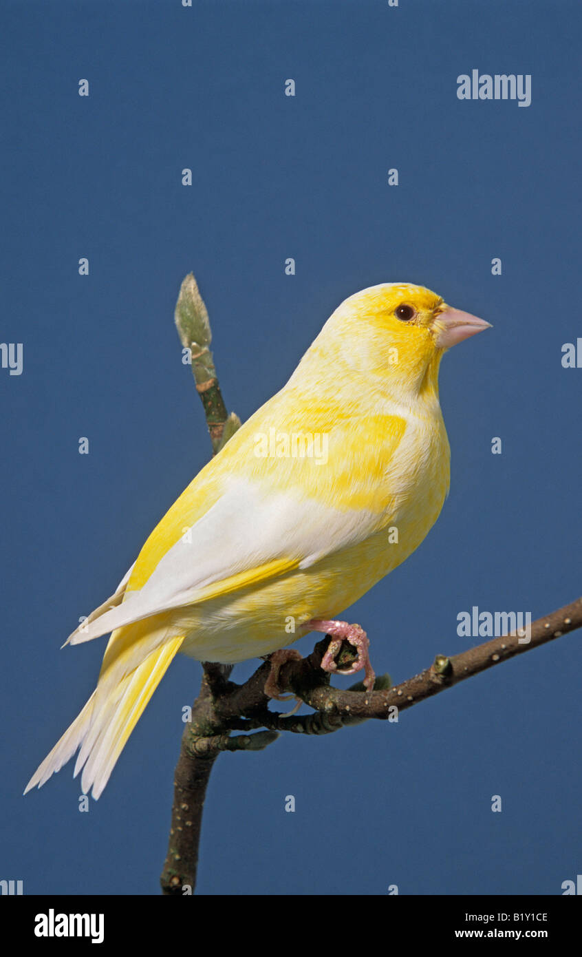 Lutino Greenfinch. Stock Photo