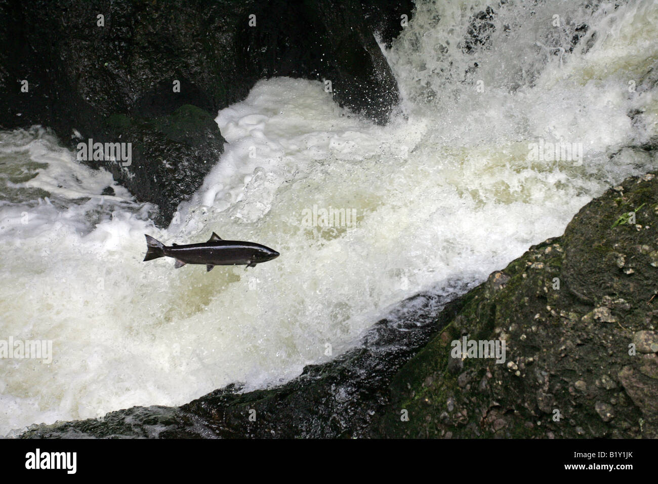 Salmon leaping up a waterfall on the fast flowing salmon fishing river
