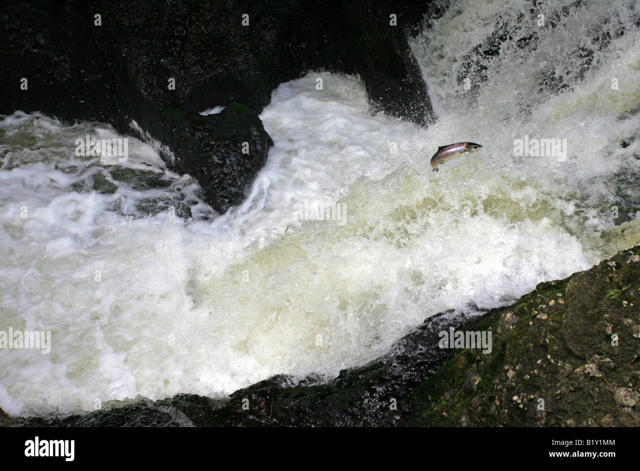 Salmon leaping up a waterfall on the fast flowing salmon fishing river