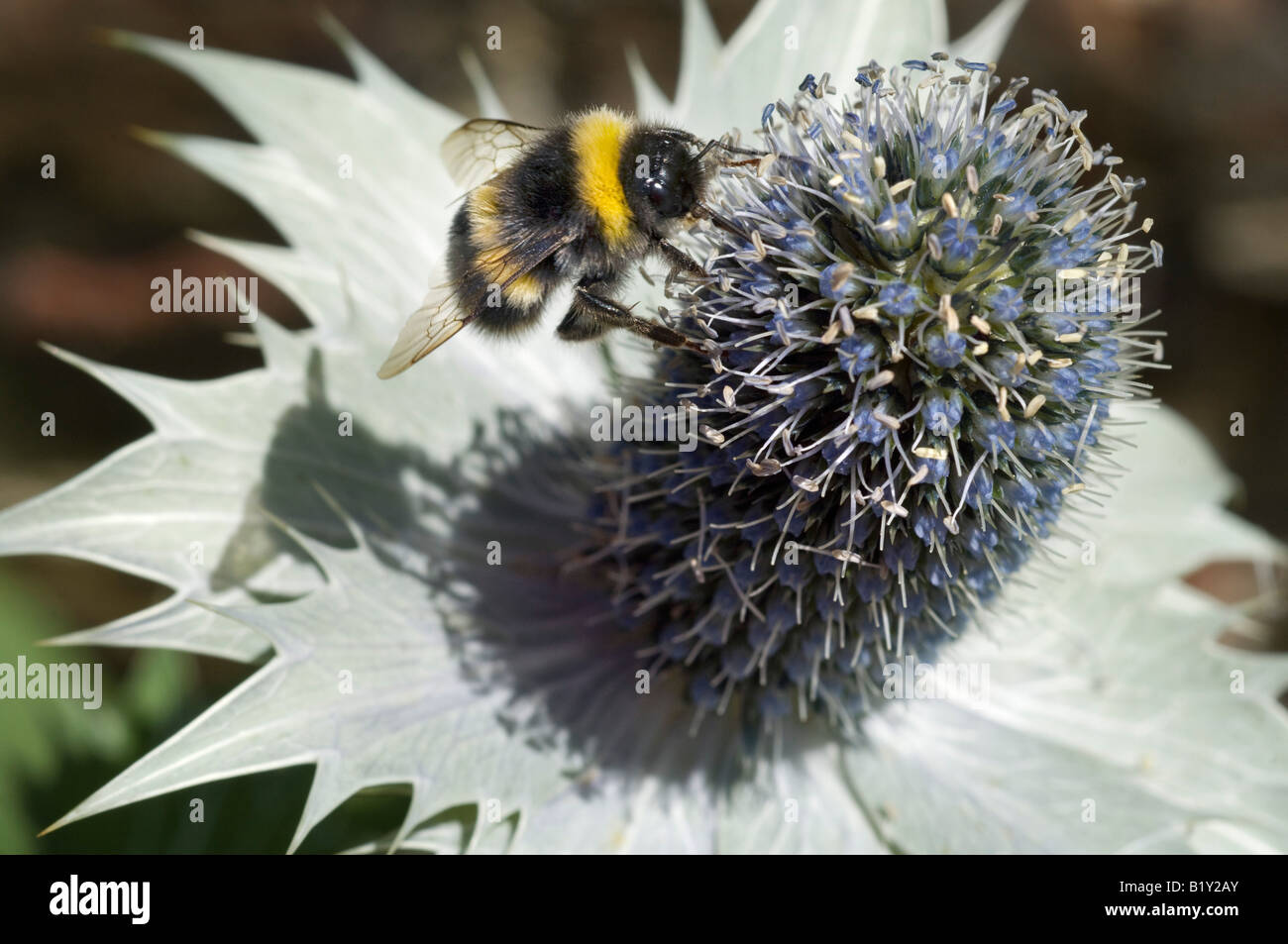 A Buff Tailed Bumble Bee pollenates a Eryngium Thistle at Denman Gardens Fontwell West Sussex UK Stock Photo
