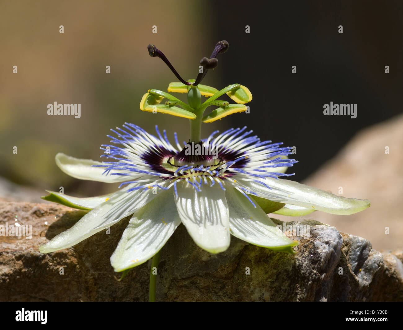 Blue Passion Flower Passiflora caerulea a.k.a. Blue Crown Passion