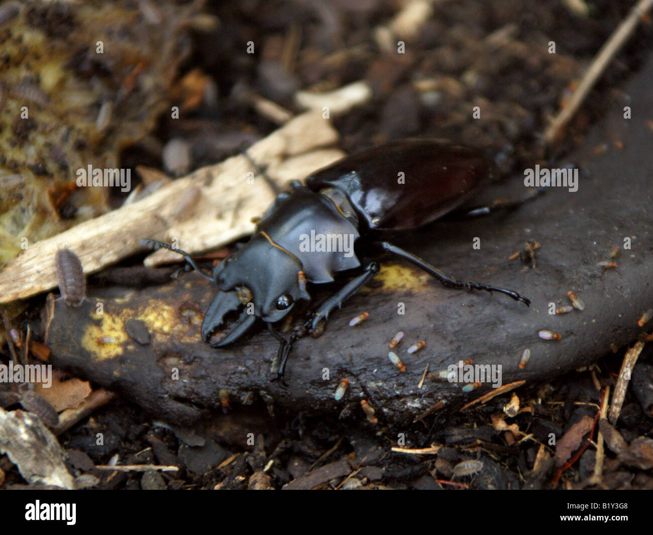 Stag Beetle, Dorcus titanus, Lucanidae, Thailand Stock Photo