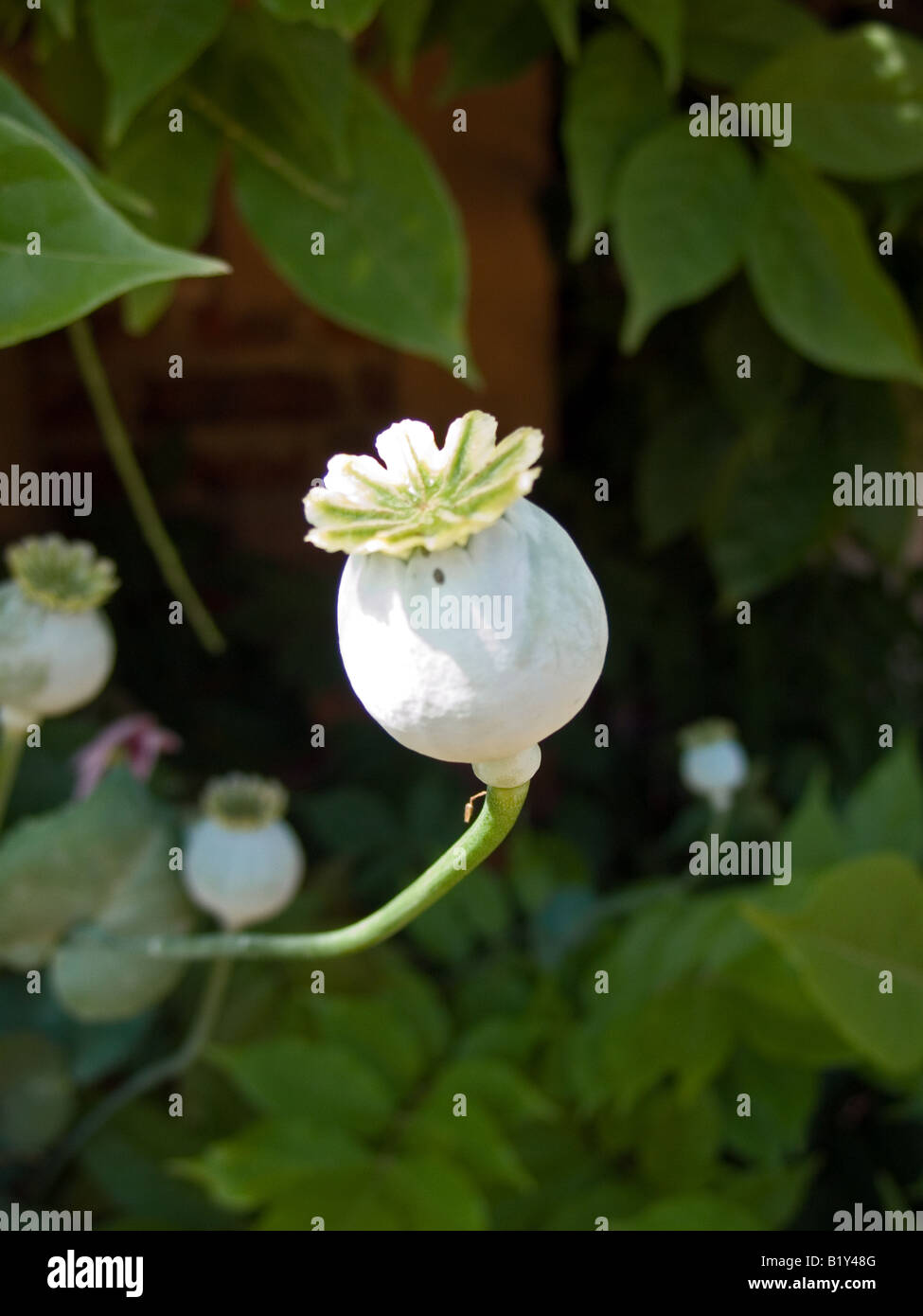 Poppy seed pod, England, UK Stock Photo Alamy
