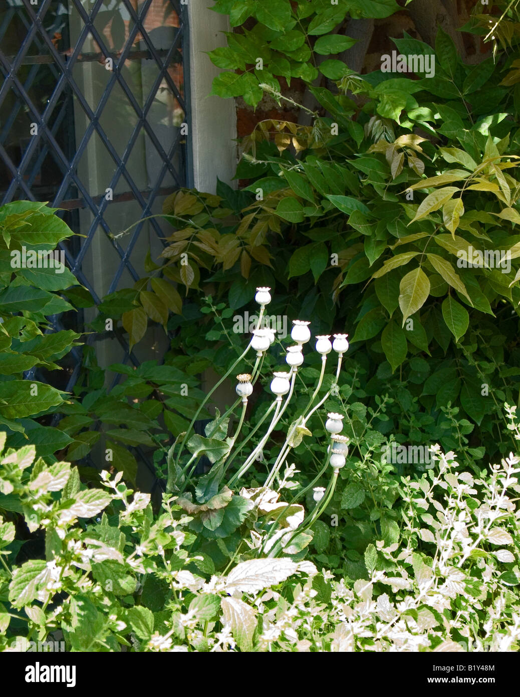 Poppy seed pods, England, UK Stock Photo Alamy