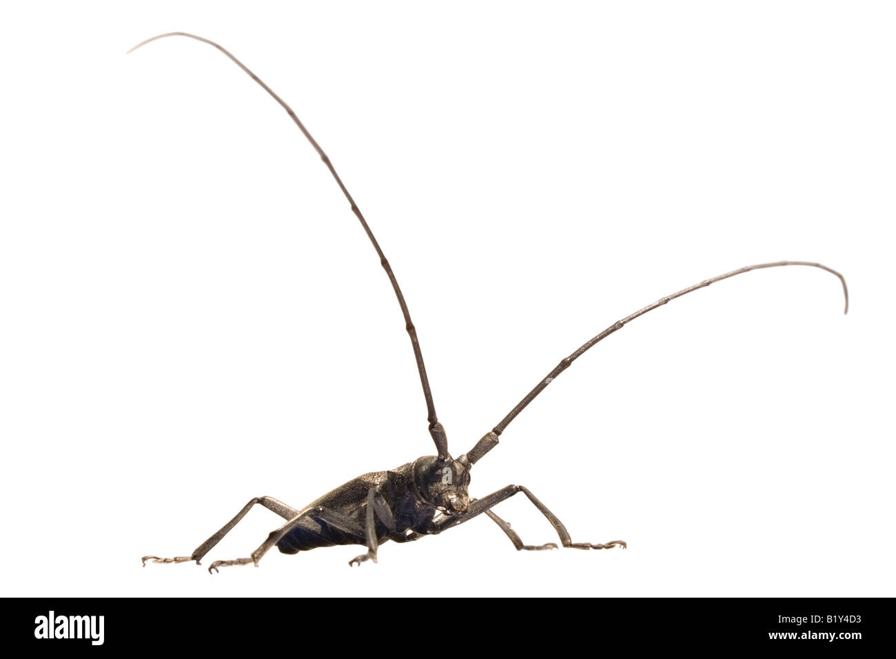 grey beetle - capricorn beetle with lengthy feelers isolated on white ...