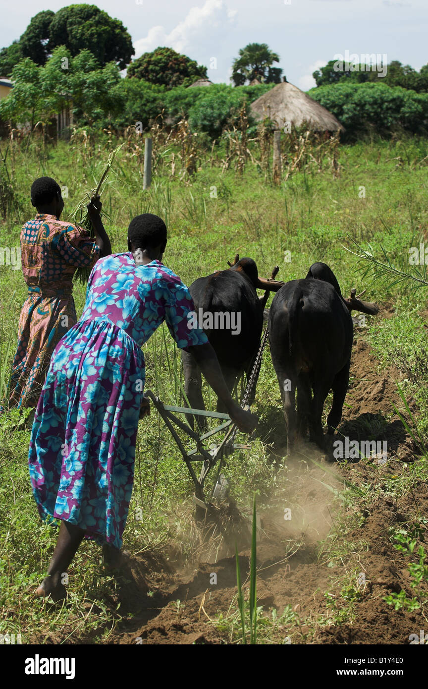 Yoke oxen to the plough hires stock photography and images Alamy