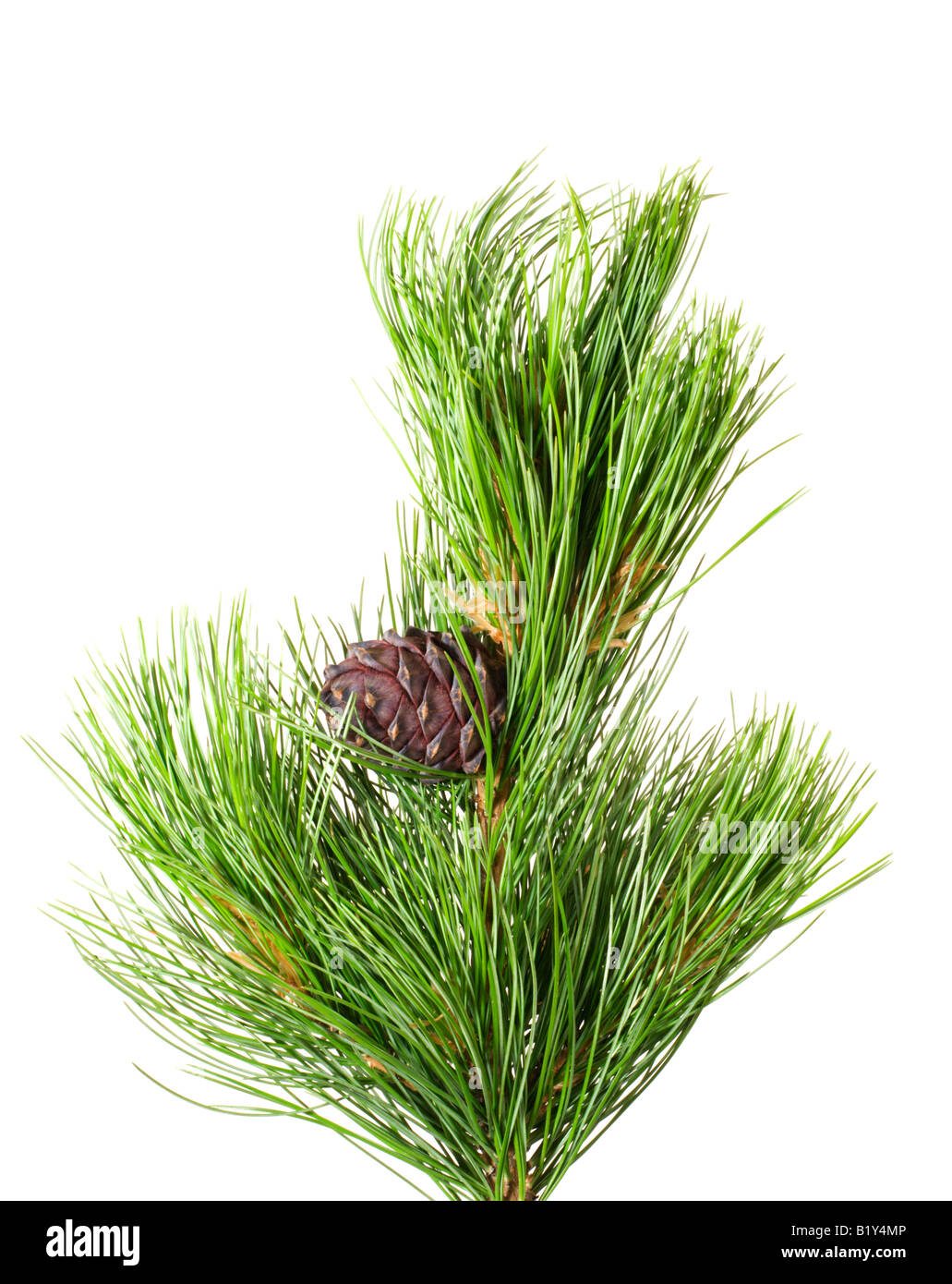 siberian cedar branch with ripe cone Stock Photo