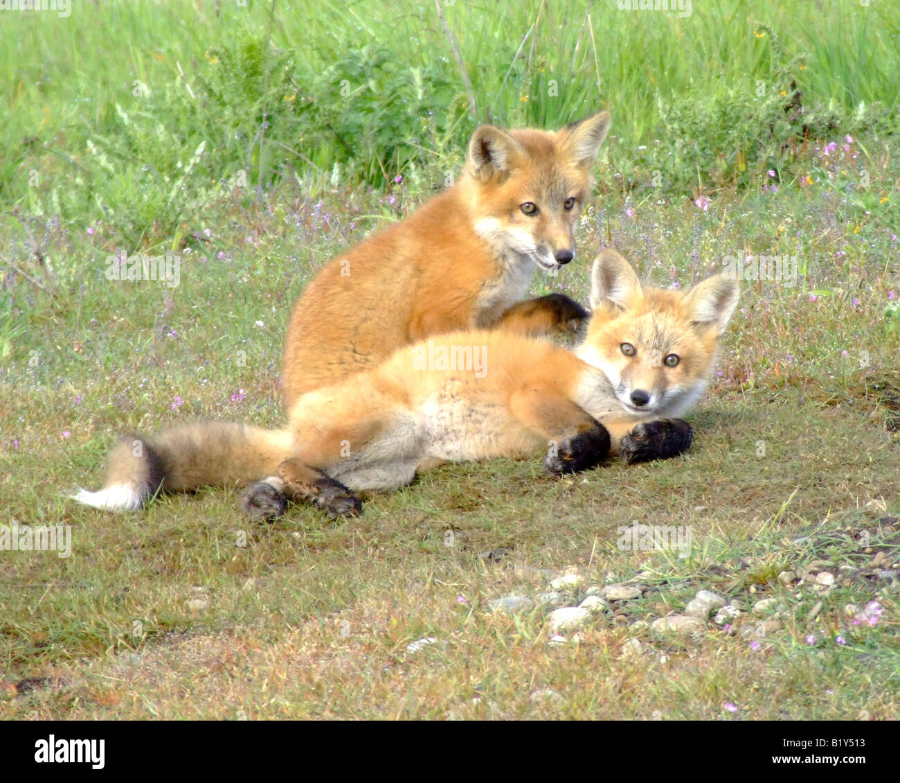Foxes at play in the San Juan islands Stock Photo