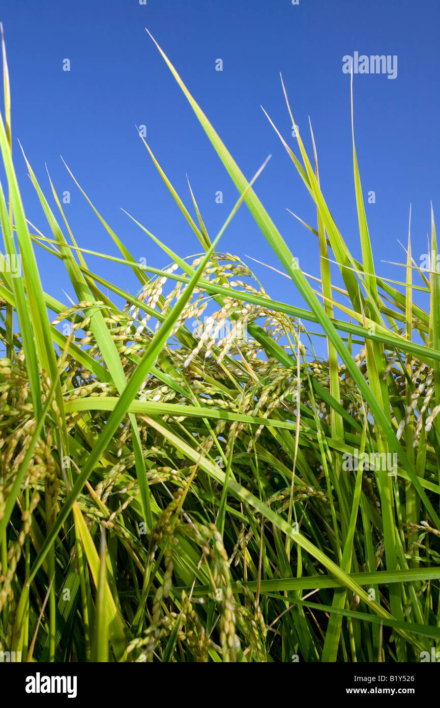 rice grains ready for harvest Stock Photo Alamy