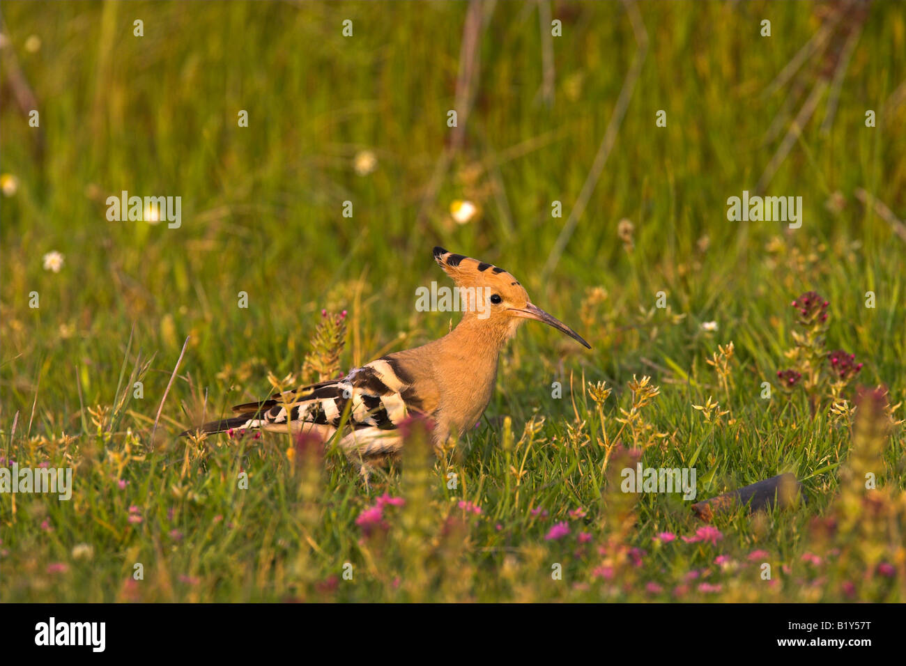 Hoopoe Upupa epops foraging on grassland in Lesvos, Greece in April