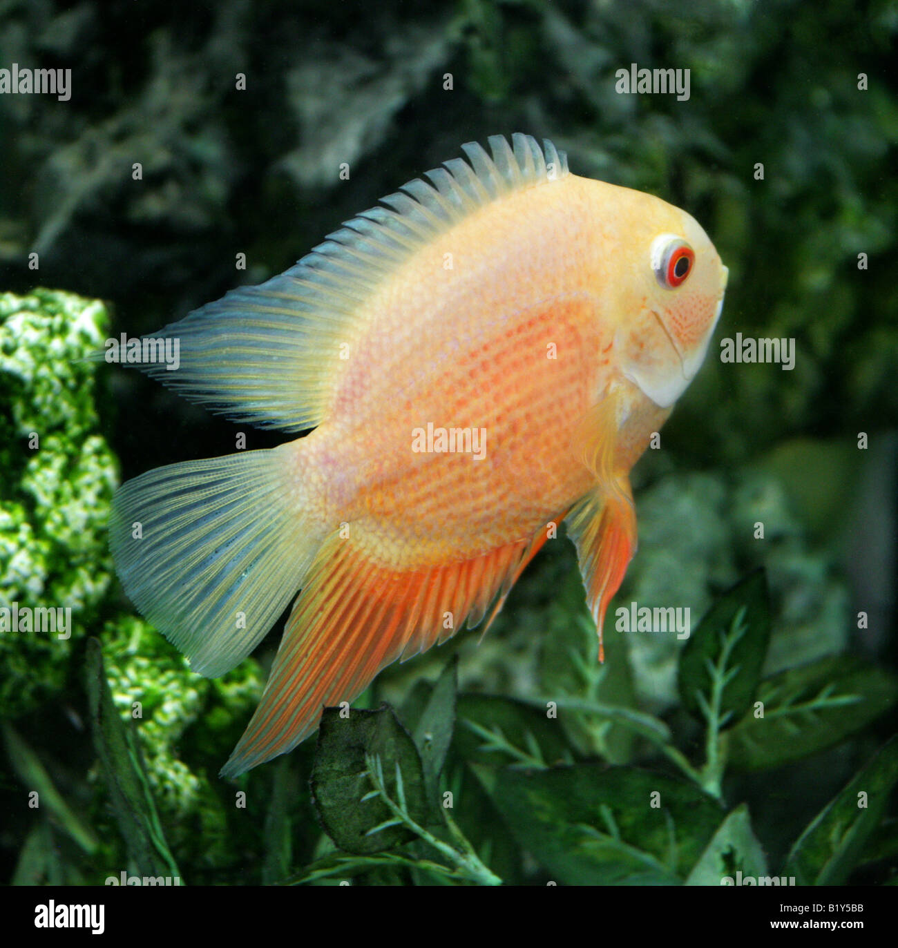 Parrot Cichlid, Hybrid Freshwater Fish Stock Photo