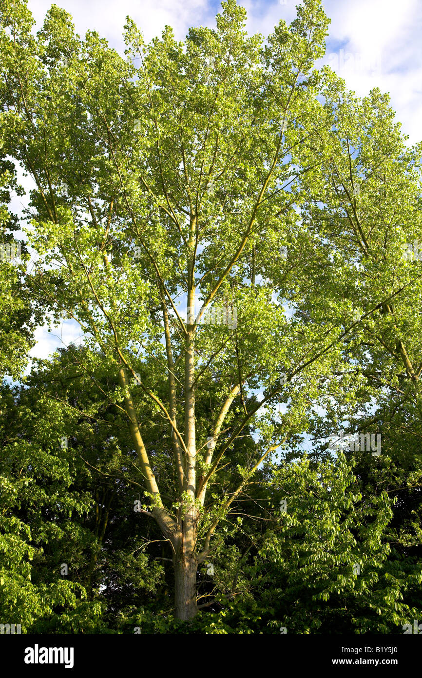 Poplar tree forest hi-res stock photography and images - Alamy