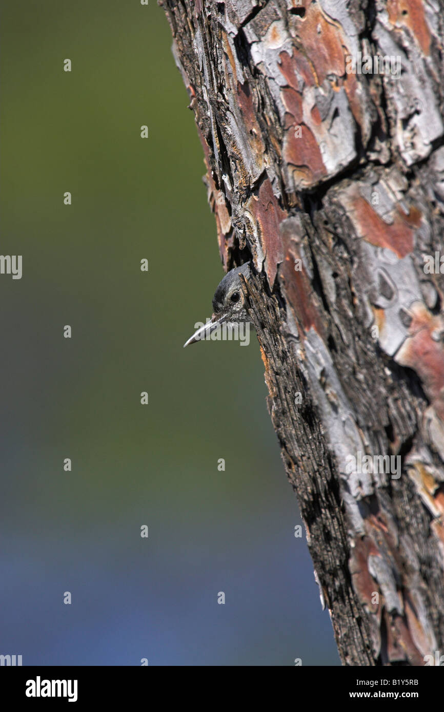 Krüper's Nuthatch Sitta krueperi leaving nest hole situated in pine tree on Lesvos, Greece in April. Stock Photo