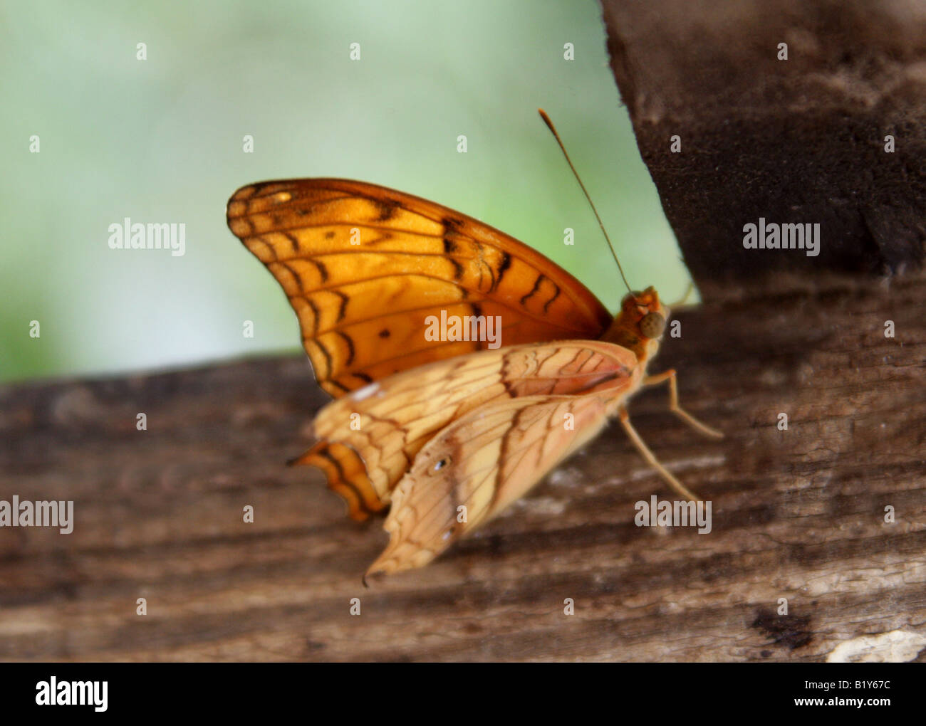 Male Cruiser Butterfly, Vindula dejone, Nymphalidae, South Asia Stock