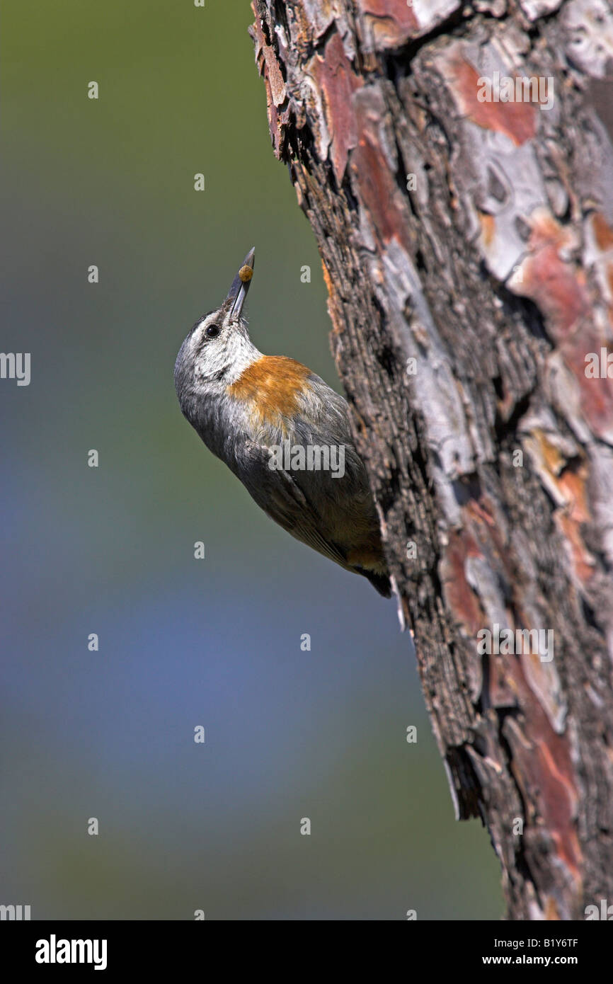 Krüper's Nuthatch Sitta krueperi carrying food at nest site in pine tree on Lesvos, Greece in April. Stock Photo
