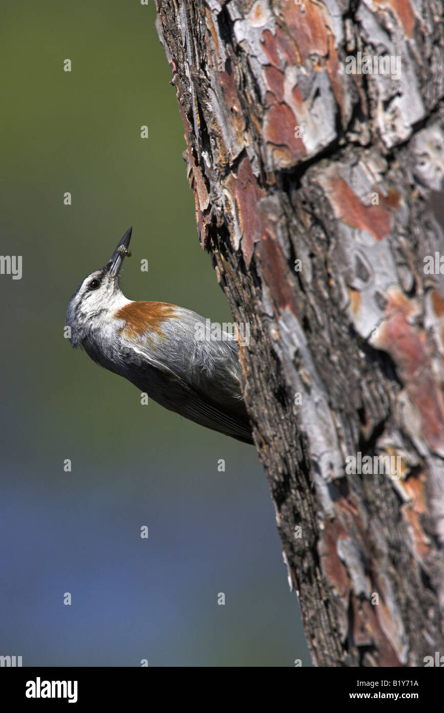 Krüper's Nuthatch Sitta krueperi carrying food at nest site in pine tree on Lesvos, Greece in April. Stock Photo