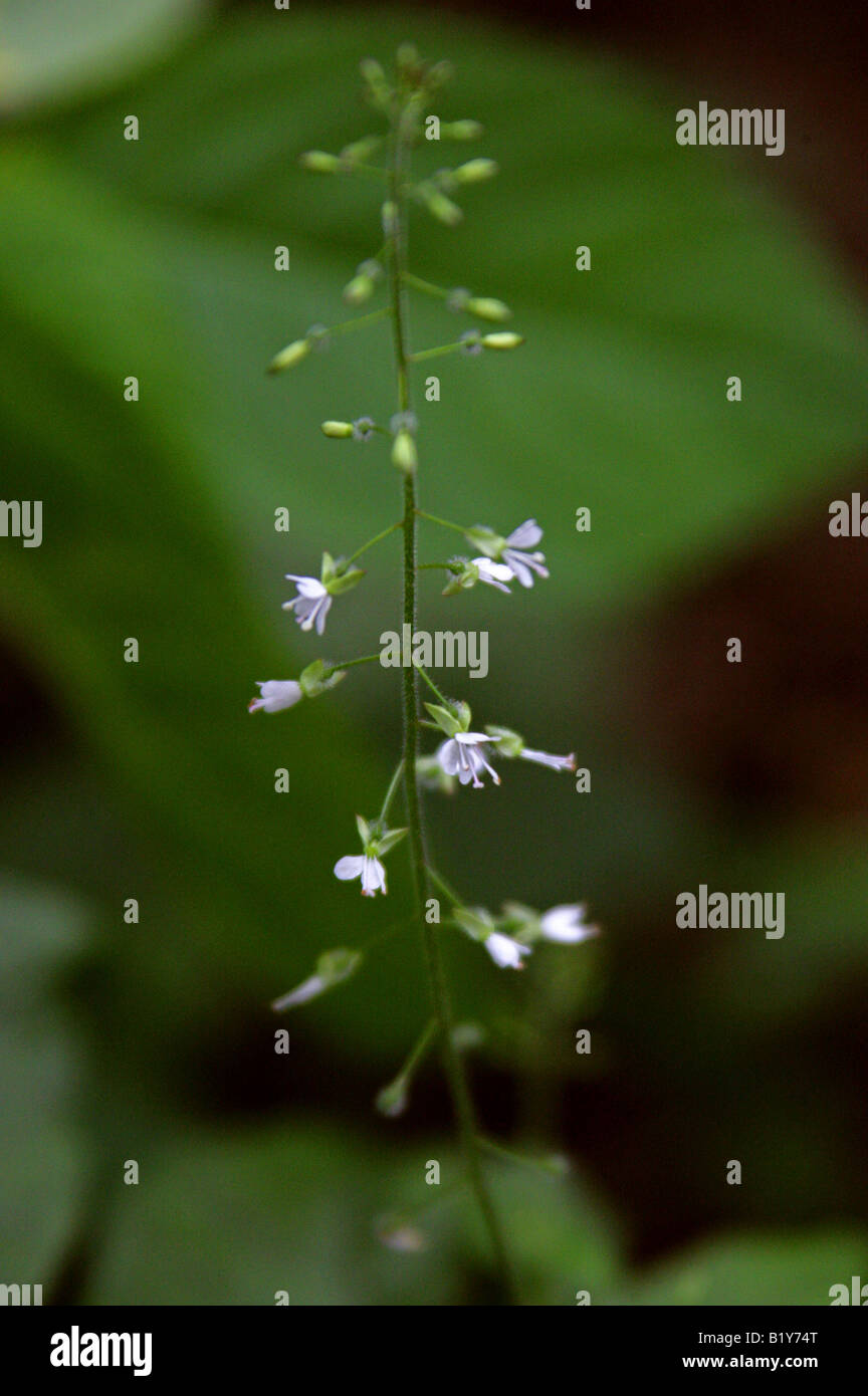 Enchanter's nightshade, Circaea lutetiana, Onagraceae Stock Photo