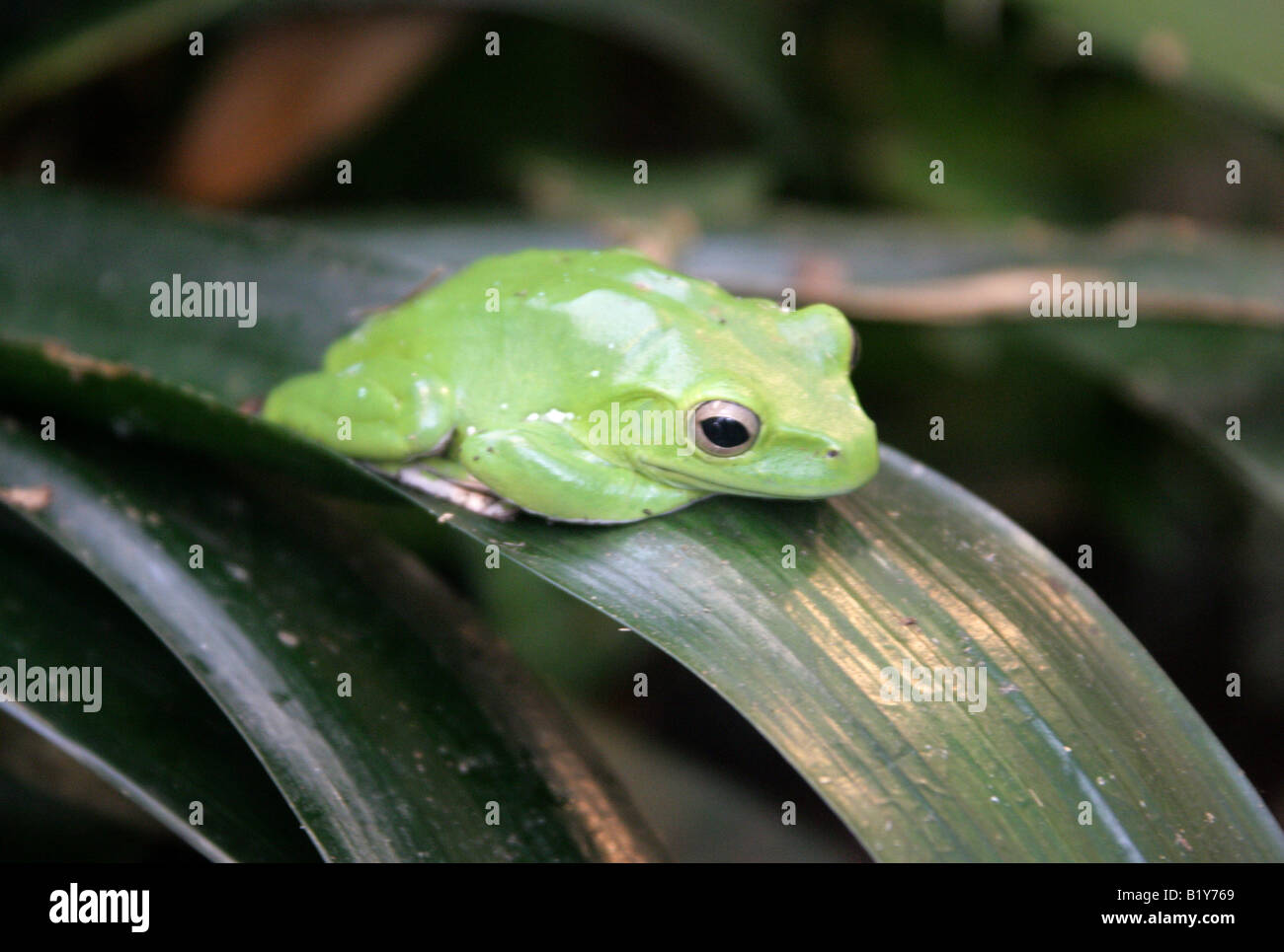 Chinese Gliding Frog, Polypedates dennysi. South East China and Burma Stock Photo