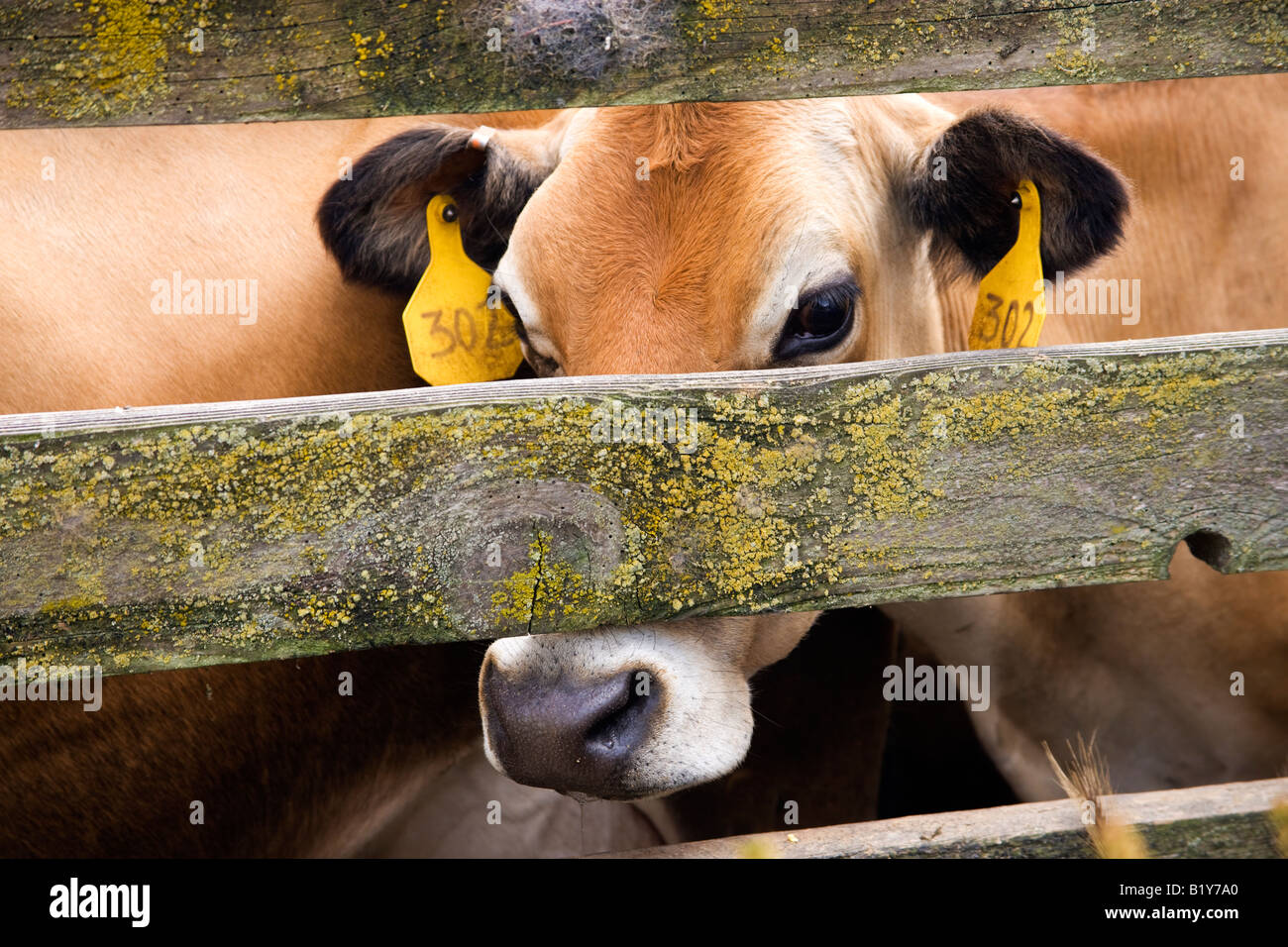 Jersey cow peering. Stock Photo