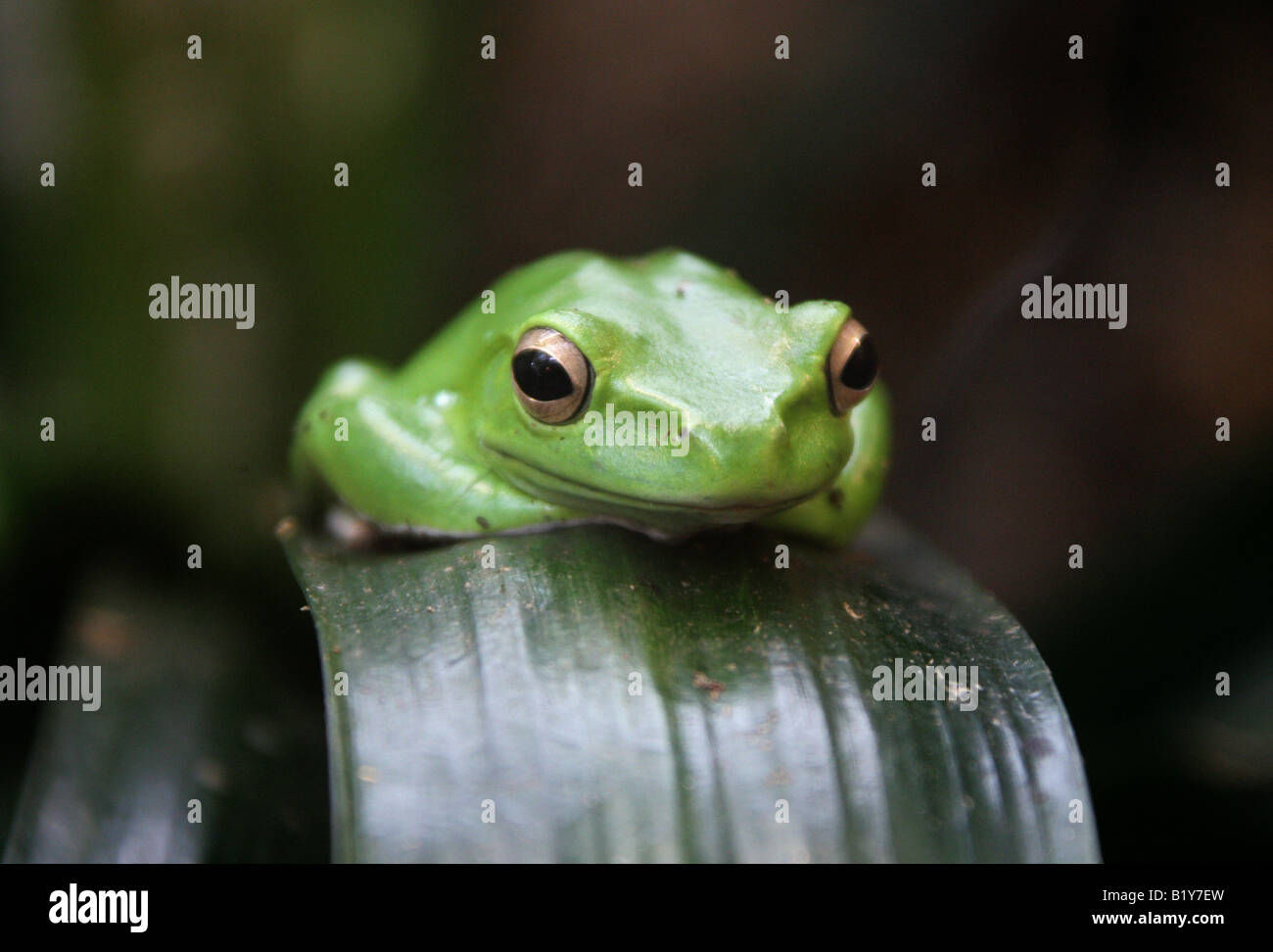 Chinese Gliding Frog, Polypedates dennysi. South East China and Burma Stock Photo