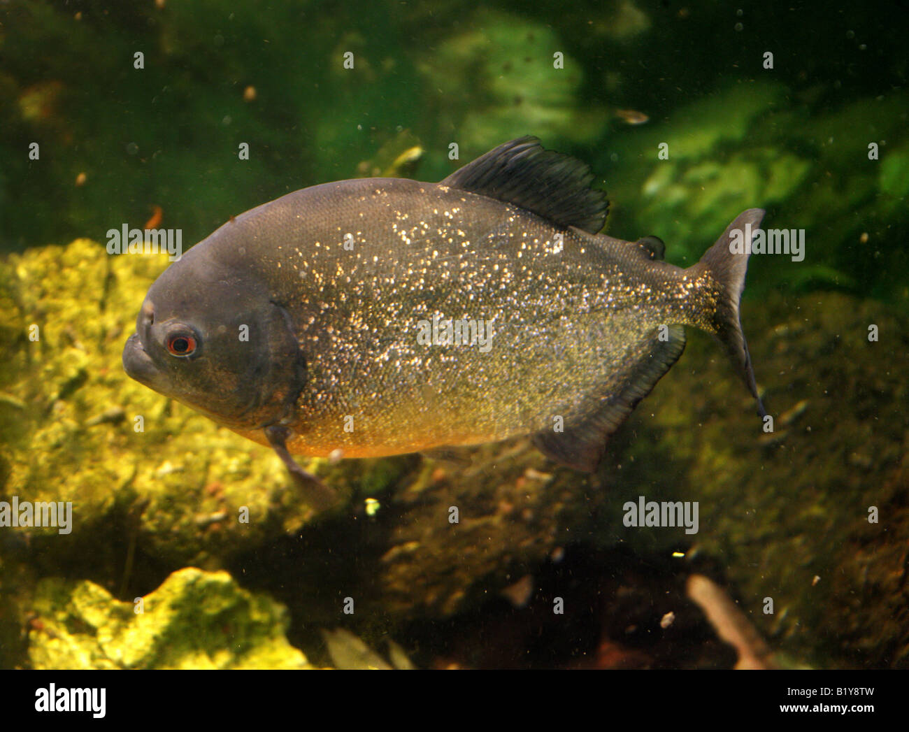 Red-bellied Piranha, Pygocentrus nattereri, South American Freshwater Fish Stock Photo
