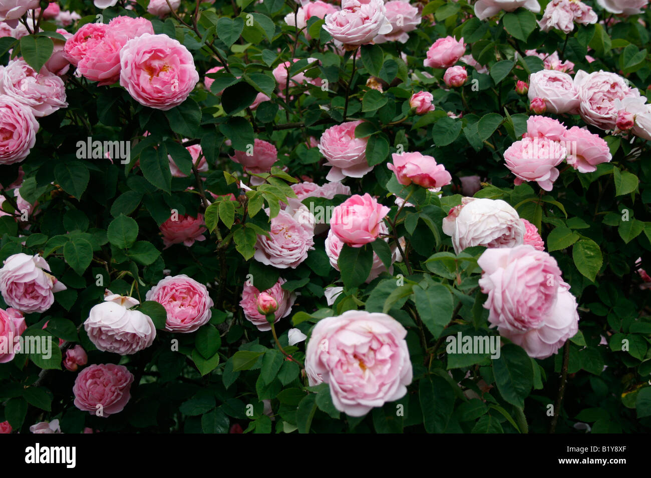 Pink Shrub Rose  -  Rosa Constance Spry Stock Photo